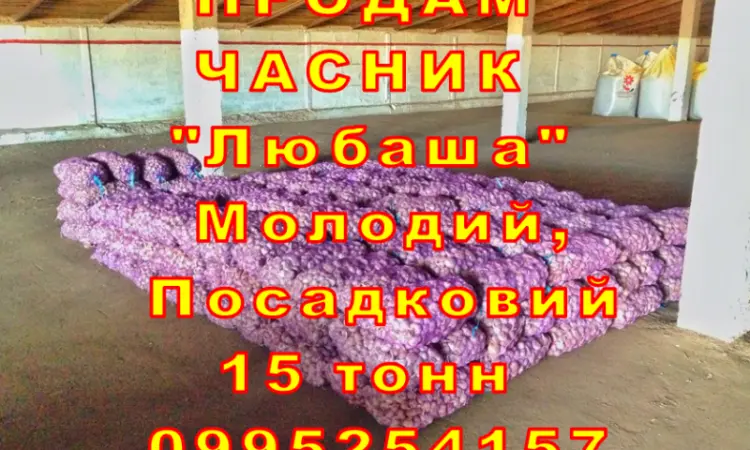 Опт 15 тонн ПРОДАМ Часник Любаша Товарний Молодий Сухий Чеснок Посадочный Garlic - фото № 2