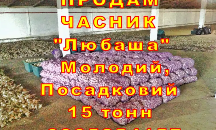 Опт 15 тонн ПРОДАМ Часник Любаша Товарний Молодий Сухий Чеснок Посадочный Garlic - фото № 3