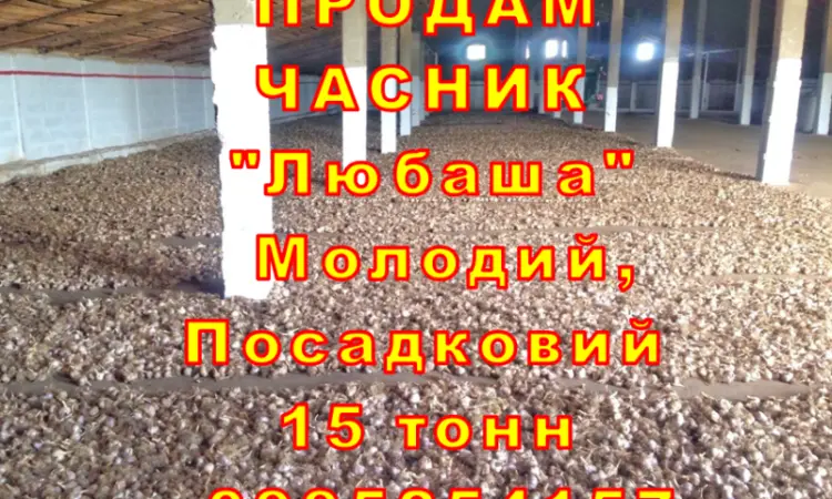 Опт 15 тонн ПРОДАМ Часник Любаша Товарний Молодий Сухий Чеснок Посадочный Garlic - фото № 5