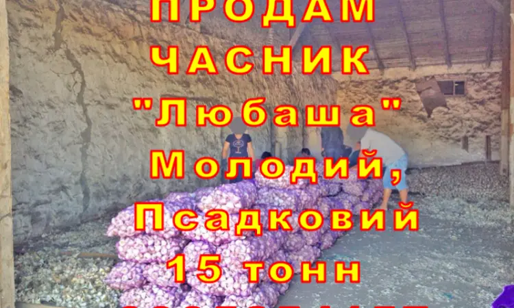 Опт 15 тонн ПРОДАМ Часник Любаша Товарний Молодий Сухий Чеснок Посадочный Garlic - фото № 6