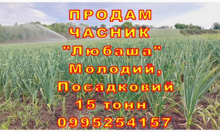 Опт 15 тонн ПРОДАМ Часник Любаша Товарний Молодий Сухий Чеснок Посадочный Garlic - фото № 7