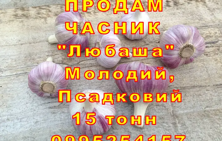 Опт 15 тонн ПРОДАМ Часник Любаша Товарний Молодий Сухий Чеснок Посадочный Garlic - фото № 8