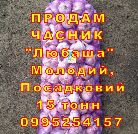 Опт 15 тонн ПРОДАМ Часник Любаша Товарний Молодий Сухий Чеснок Посадочный Garlic - фото № 9