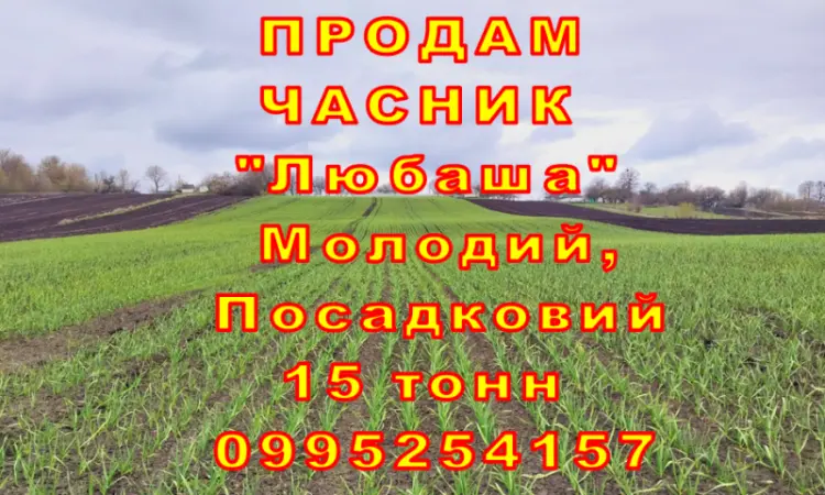 Опт 15 тонн ПРОДАМ Часник Любаша Товарний Молодий Сухий Чеснок Посадочный Garlic - фото № 10