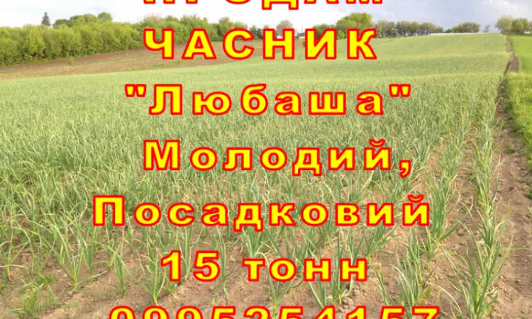 Опт 15 тонн ПРОДАМ Часник Любаша Товарний Молодий Сухий Чеснок Посадочный Garlic - фото № 11
