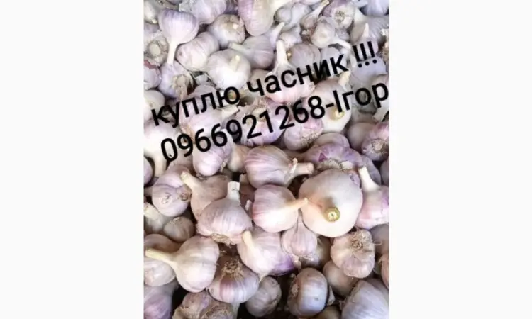 Часник куплю - фото № 1