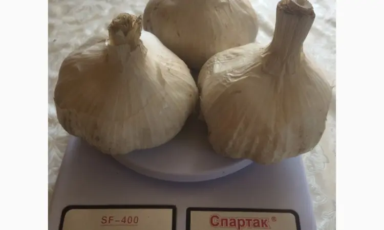 Продам Рокамболь семена - фото № 7