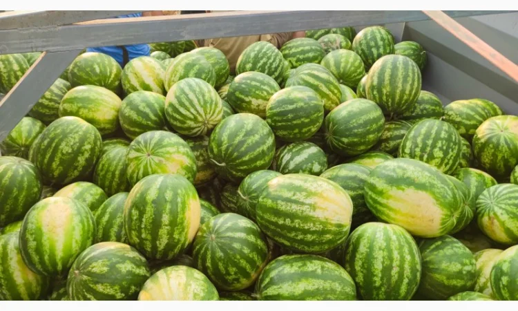 Кавуни та дині на продаж - фото № 6