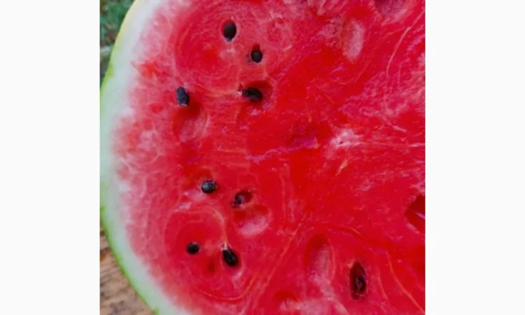 Кавуни та дині на продаж - фото № 7