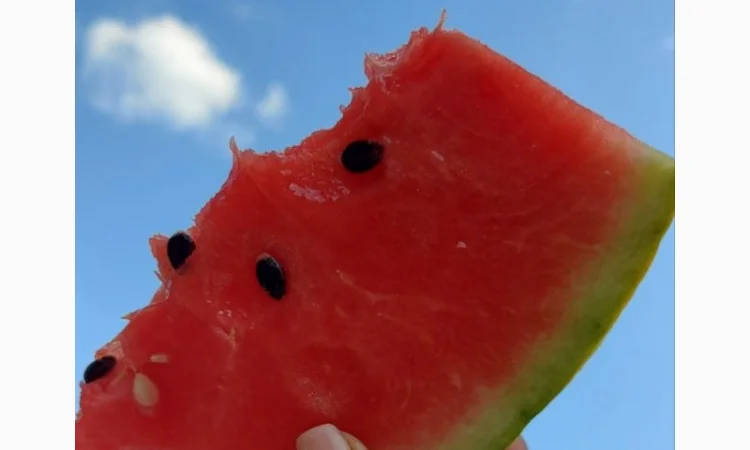 Кавуни та дині на продаж - фото № 8