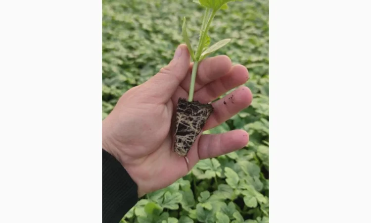 Кавуни та дині на продаж - фото № 9