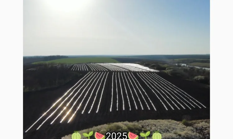 Кавуни та дині на продаж - фото № 10