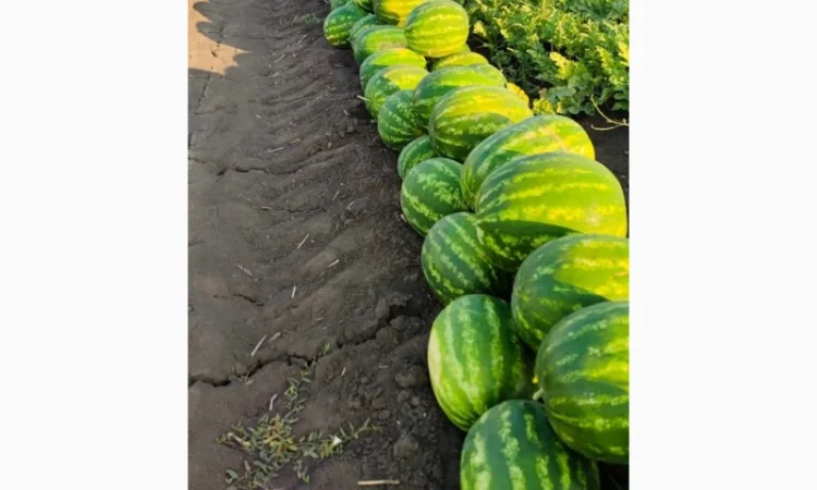 Кавуни та дині на продаж - фото № 4