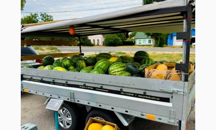 Кавуни та дині на продаж - фото № 5