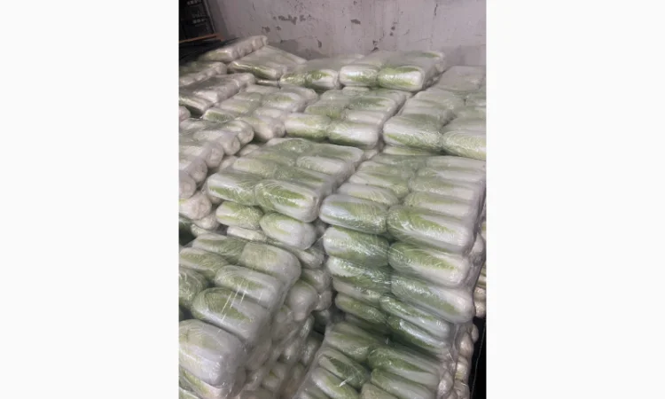 Продажа пекінської капусти Гібрид Білко - фото № 4