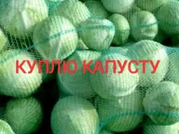 Куплю капусту старую и молодую - фото № 1