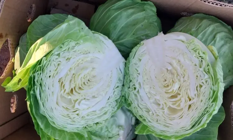Продам молодую капусту - фото № 3