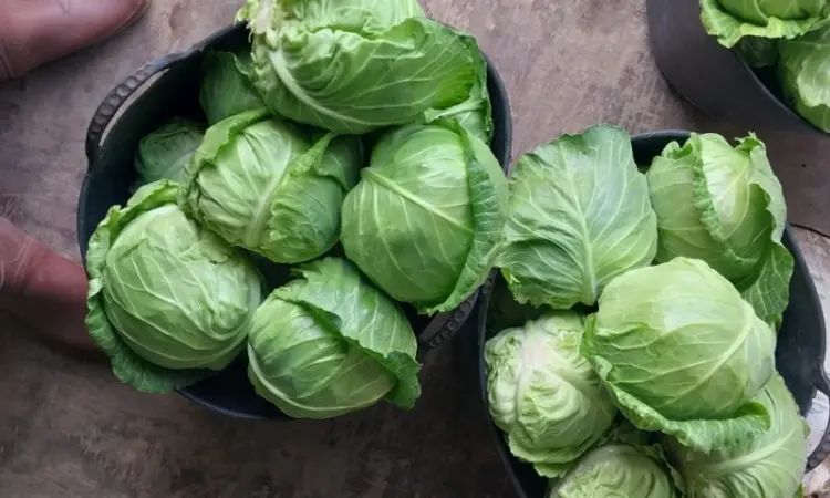 Продам молодую капусту - фото № 4