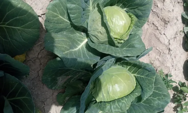 Продам молодую капусту - фото № 4