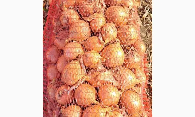 Продам фазирований лук, сорт Медуза 10грн, мілкий 2 грн - фото № 1