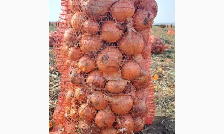 Продам фазирований лук, сорт Медуза 10грн, мілкий 2 грн - фото № 2