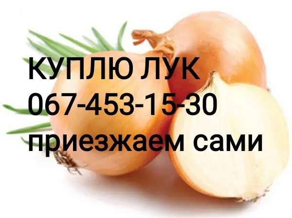 Куплю репчатый лук - фото № 1
