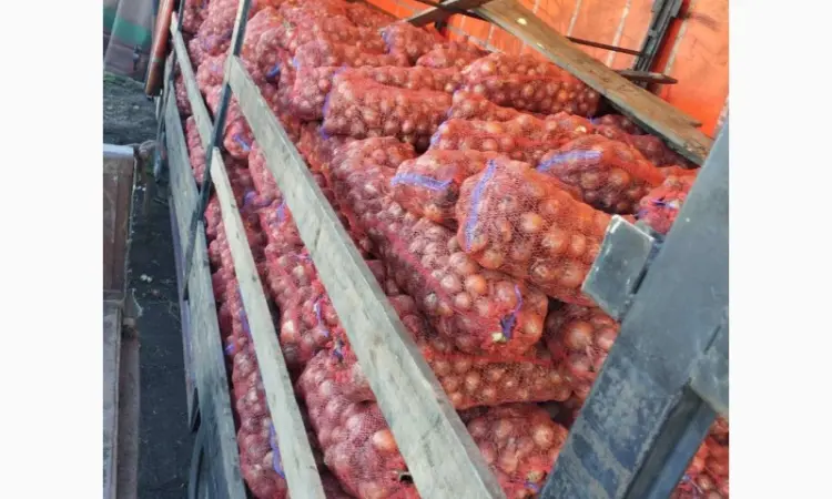 Продам Лук Оптом, Сорт Легенд - фото № 2