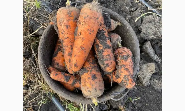 Продам моркву та буряк від виробника від 10 тонн - фото № 1