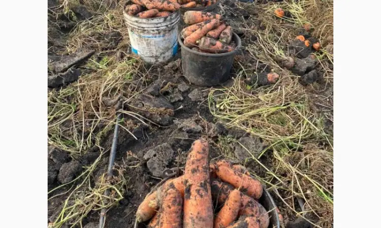 Продам моркву та буряк від виробника від 10 тонн - фото № 5