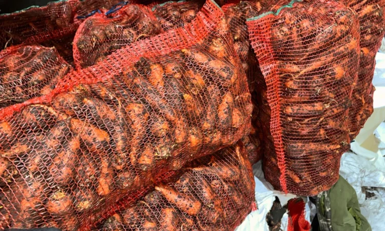 Морква молода оптом - фото № 1