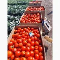 Представитель консервного завода. Закупаем помидоры - фото № 4