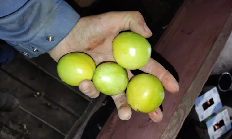 Продам зелений помідор - фото № 1