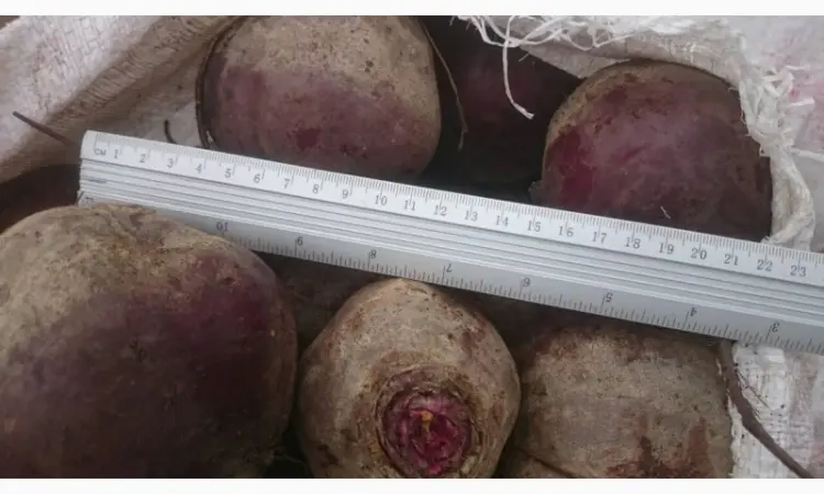 Продам оптом товарний буряк - фото № 1