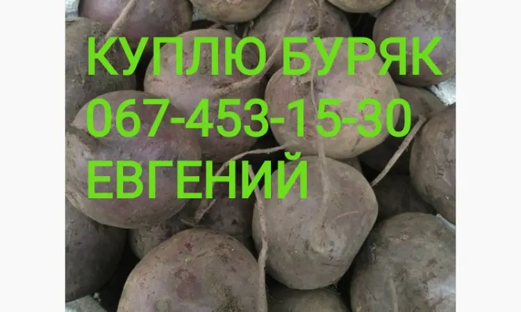 Куплю Свекла красная столовая ( Свекла) съедобная - фото № 1