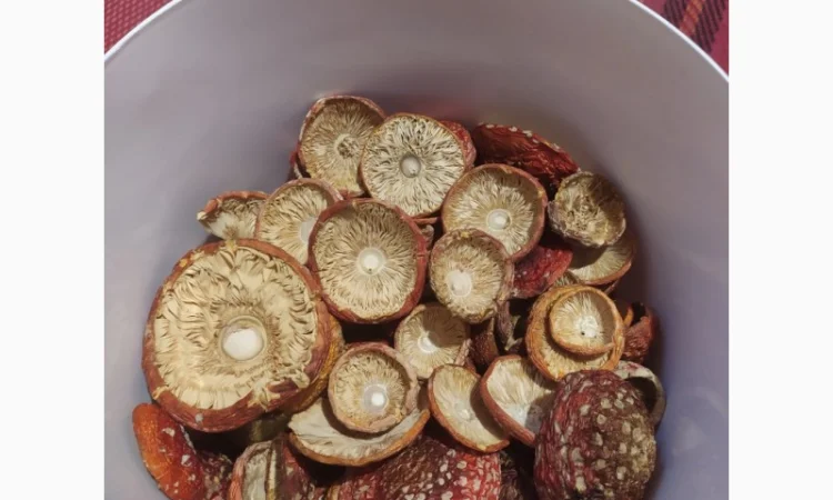 Мухомор червоний сушений, 1 сорт - фото № 2