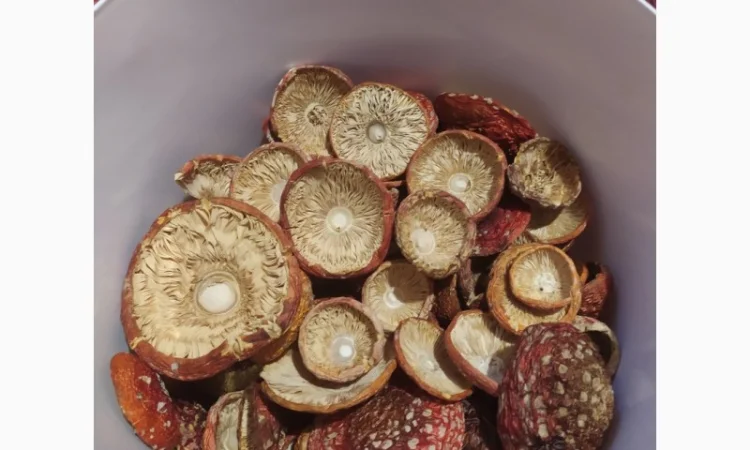 Мухомор червоний сушений, 1 сорт - фото № 6