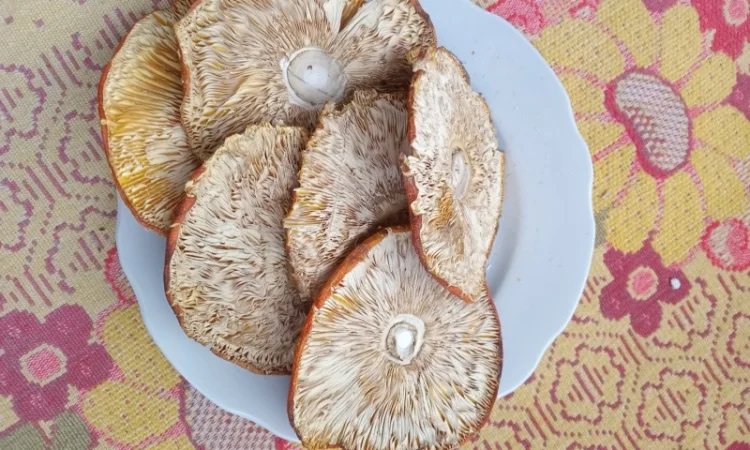 Продам шляпки червоного мухомора - фото № 5