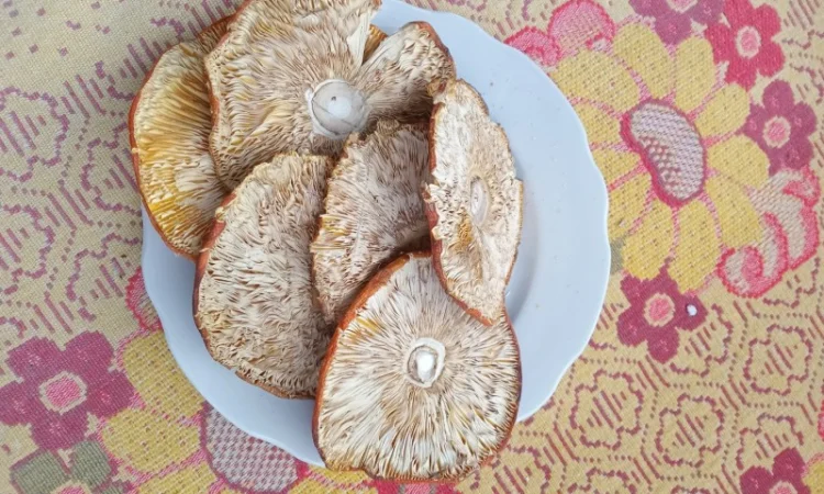 Продам шляпки червоного мухомора - фото № 6