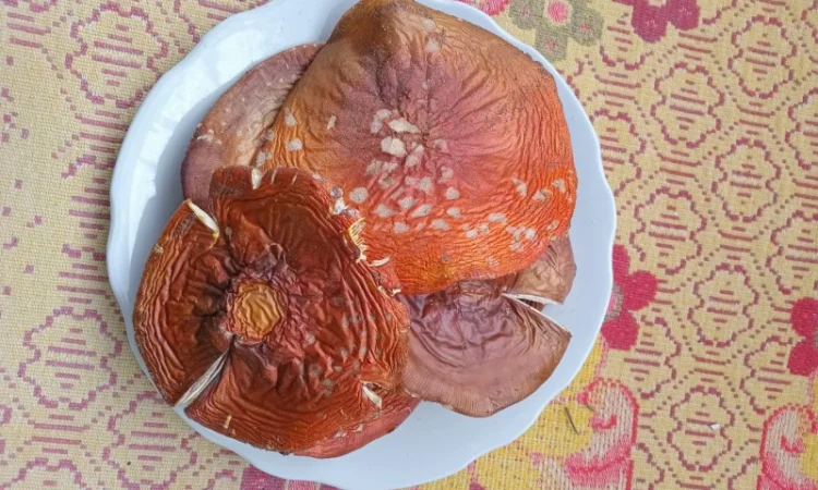 Продам шляпки червоного мухомора - фото № 1