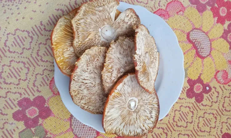 Продам шляпки червоного мухомора - фото № 4