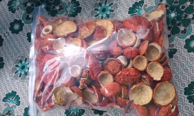 Продаж червоного мухомора 1 сорту - фото № 1