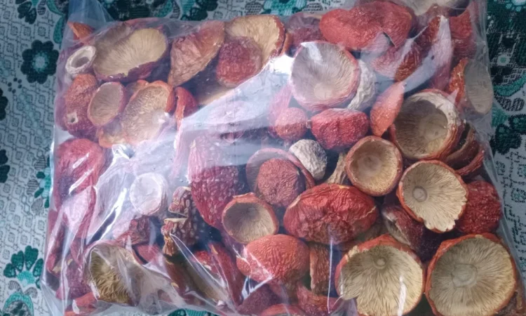 Продаж червоного мухомора 1 сорту - фото № 2