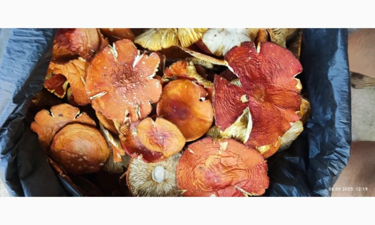 Мухомор 2 сорт свіжий збір 25 року - фото № 2