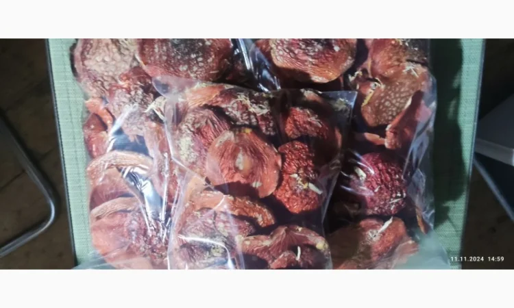 Продажа червоного мухомора, збір 25 року - фото № 2