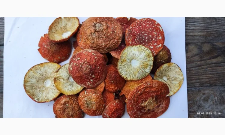 Продаю мухомор свіжий збір 25го року - фото № 2