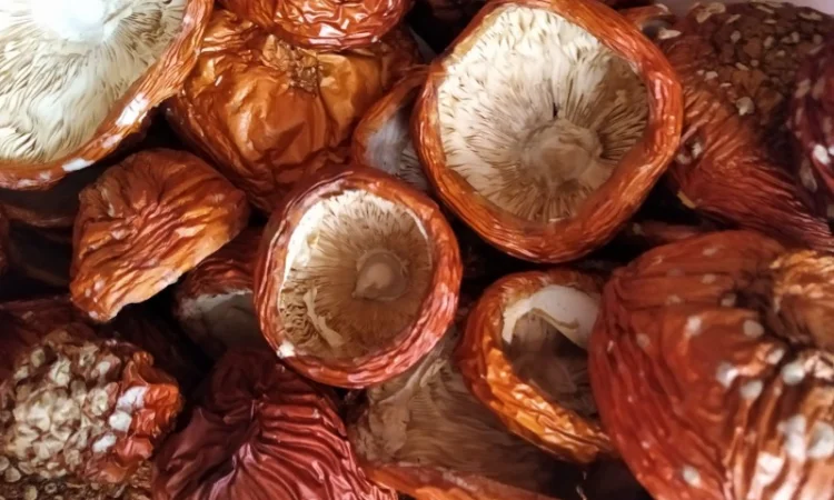 Продаю червоний мухомор - фото № 3