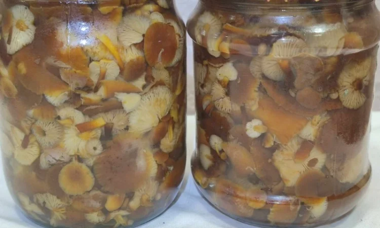 Продаж грибів фламуліну: сухі та мариновані - фото № 3