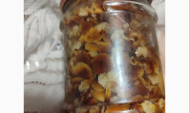 Продаж грибів фламуліну: сухі та мариновані - фото № 5