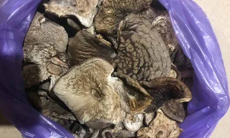 Куплю мухомор пантерний - фото № 1