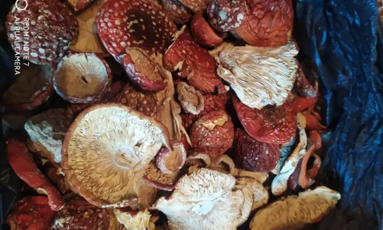 Мухомор красный (Amanita muscaria) высшего качества - фото № 1